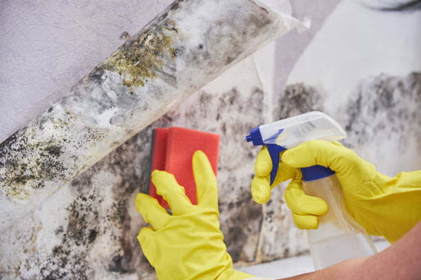 Best Mold Damage Restoration  in USA